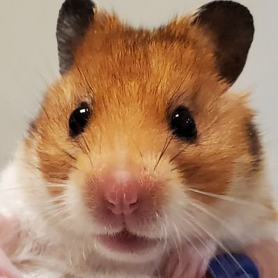 蜂蜜柚子(=°Д°=)さんのプロフィール画像