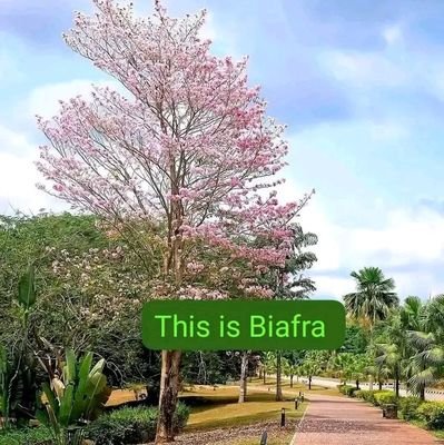 Thisisbiafra Profile Picture