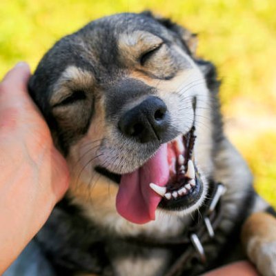 dogtrots620's profile picture. 