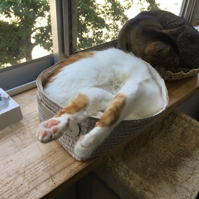 openfuture20319's profile picture. ここの人は全員中身いないんでしょうか。クソガキの裏垢