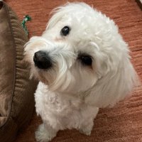 🐶Bessie🍉🍪🍎 (@myjuno89) 's Twitter Profile