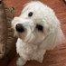 🐶Bessie🍉🍪🍎 (@myjuno89) Twitter profile photo 🐶Bessie🍉🍪🍎 (@myjuno89) Twitter profile photo