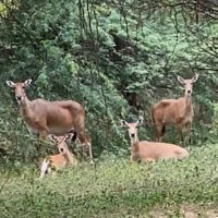 Naveen Solanki #SaveDwarkaForest (@solanki666n) 's Twitter Profile Photo Naveen Solanki #SaveDwarkaForest (@solanki666n) 's Twitter Profile Photo