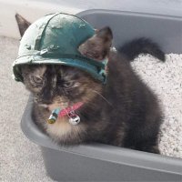 Lt. DanielSon (@lt_danielson) 's Twitter Profile