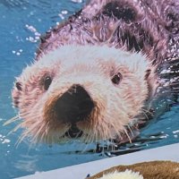 ゆかりそ (@yukari_8833) 's Twitter Profile