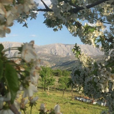 Bir ağacın önünden onu sevmeden, onun var oluşundan
mutluluk duymadan geçilebileceğini aklım almıyor.
Dostoyevski / Budala