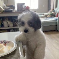 ハッピーハッピーマカロン (@happy_macaron__) Twitter profile photo