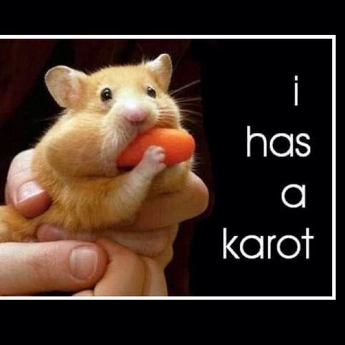 Droogofgrappig's profile picture. 