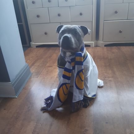 Leeds United⚽ Boxing 🥊 I speak my mind but there seems to be something wrong with that now days.