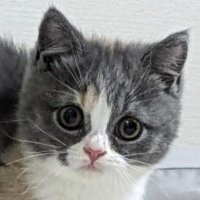 はぴねすプラ🤖ねこ🐈じぃちゃん (@weaknessmodeler) 's Twitter Profile