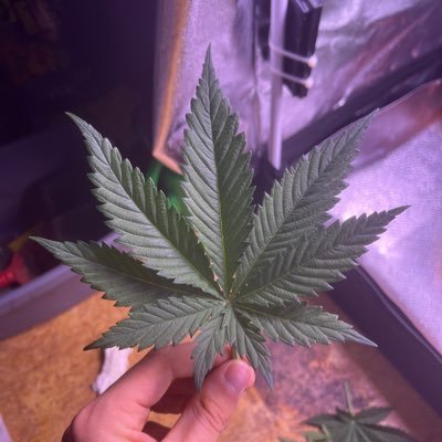 TheDude1337's profile picture. 