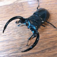 まじっくわ (@ajn3otzfzjan6at) Twitter profile photo