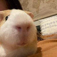 op (@rimbaudcs) 's Twitter Profile