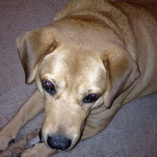 maestradiva's profile picture. Originally from Chicago, now in Washington state. Also a conductor, singer and sci-fi geek.