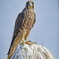 Adna'an Saleh (@alhjsh_d) 's Twitter Profile