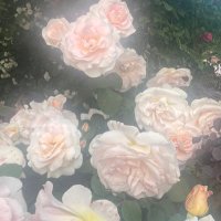 ♡ RkRan ❀ (@__rk_ran_06) 's Twitter Profile Photo ♡ RkRan ❀ (@__rk_ran_06) 's Twitter Profile Photo