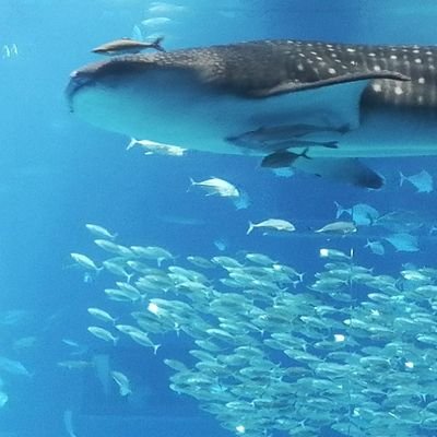 旅する翻訳家💗共感性と洞察力強めの言葉オタク🧚ありのままの自分を自分の中に見つけたら人生を一緒に歩こう。誰かと比べなくていい。ありのままの自分を全肯定!🐕動植物、空と雲と風が好き🌺日本語を愛す|英語と中国語が得意💗通訳|翻訳|留学生キャリアアドバイザー|動画制作|広報👜元バリキャリ→今は自由人