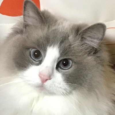 ドッグフードとキャットフードのレビューサイト「いぬらば×ねこらば」のX(旧Twitter)アカウントです。ドッグフードとキャットフードのレビュー数は360種類を突破!年齢や原材料など、目的別のドッグフードとキャットフードの選び方も随時更新中です。