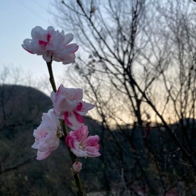 g0_mn7b's profile picture. 🔰 爬虫類大好き❤