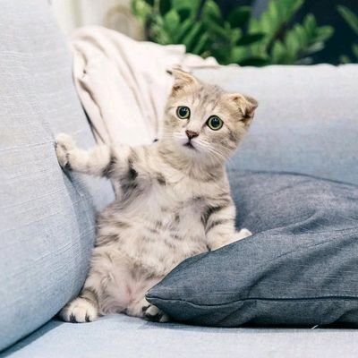 misehmise's profile picture. M