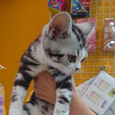 KAZU32256671's profile picture. 神奈川県横浜市出身。老舗建設業解体業者取締役株主。幼少から力道山先生猪木さん馬場さん等のプロレス関係者に大変良くして頂きました。修斗k'zFACTORY会員所プラス元会員エクストリーム海老名元会員。