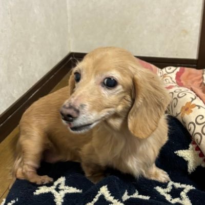 コマシャーさんのプロフィール画像