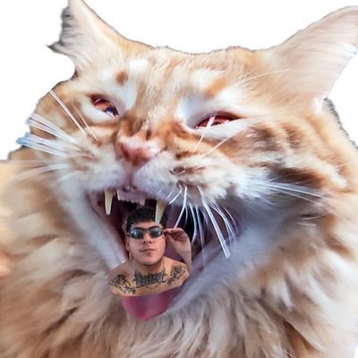 bla bla bla bla bla bla 🤠😸
PLATAFORMA: https://t.co/ck9Xx0Cwjm