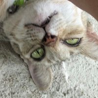Ishi7 (@why_to_do1) 's Twitter Profile