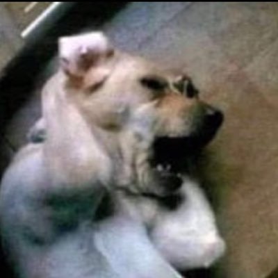 zulalkarabulut's profile picture. 