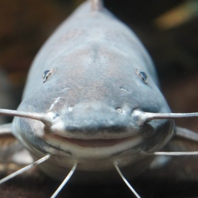 Whimsark's profile picture. bony!