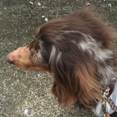 HALUさんのプロフィール画像