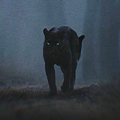 darkfili077's profile picture. 