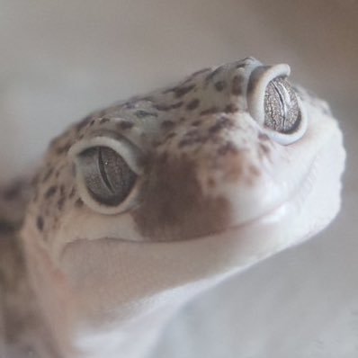 カラギノさんのプロフィール画像
