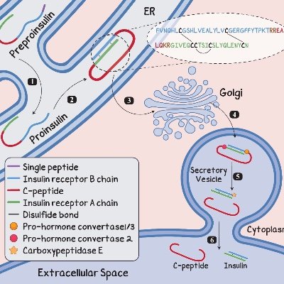 أساسيات علم الدم وعلم الدم المتقدم🩸 ، الاحياء الدقيقة التشخيصية 🧫 🦠