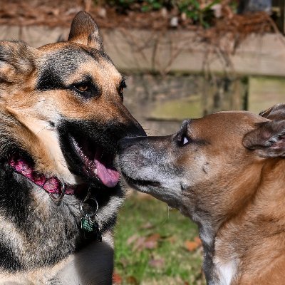 Daisy 8 years old and  Maggie who is just 3 both rescues. Angel sister Zoey who crossed 10-2021 and Angel Duke  who crossed 4-28-24