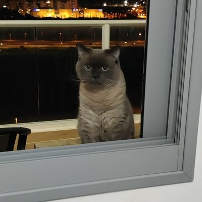 Cat in Window 🚁💪🏻🇮🇱🫱🏻🍌