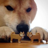 SHIBA TRADES(@BLEATmeme) 's Twitter Profileg