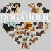 Doggo Holic (@DoggoHolic) Twitter profile photo