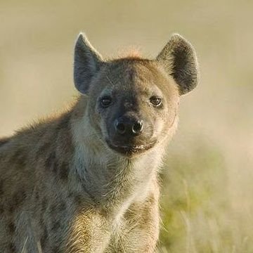 • Estudante de Medicina Veterinária
• Estudo e trago informações curiosas sobre Canídeos silvestres e domésticos 🦊🐺🐶