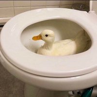 Toilet Ducks are Ducks(@AdultHumanFem57) 's Twitter Profileg