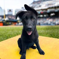 Slugger(@PiratesPup) 's Twitter Profile Photo