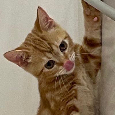 🐱、つくし君の下僕/特定社労士・社労士事務所代表/行政書士/#むずむず脚症候群/#エヴァ/仕事に有益な話はしません。