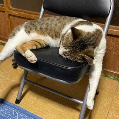 okamizooo0318's profile picture. 死ぬまで獅子推し🦁 48！51！