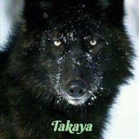 ~Takaya 🐺 Yes I Bite(@Pommawolf) 's Twitter Profile Photo