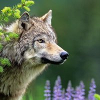 Wolf Mercury Photography(@wolfmercury) 's Twitter Profile Photo
