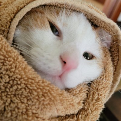 MojaveDesertHi's profile picture. 