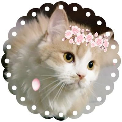 もっち家の猫ちゃんの生活を更新します!
🔰♂大河 キジトラ 2025年2月9日保護👏
♀ちょこ #アメショ
♂いなり #マンチカン #肥大型心筋症 7歳で2020.4.30🌈
♂しらす #アメショ
♀ぽんず #ブリ
♀ねむ ミケ
♀とら キジトラ
♂ゆき シャム柄
細々と地道に #TNR活動