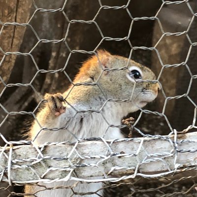 rayra3210's profile picture. 高校２ IB生：CS専攻 🇺🇸行きたいです。 Python：灰コーダー