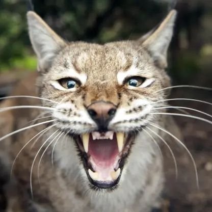 Lynx0891's profile picture. 