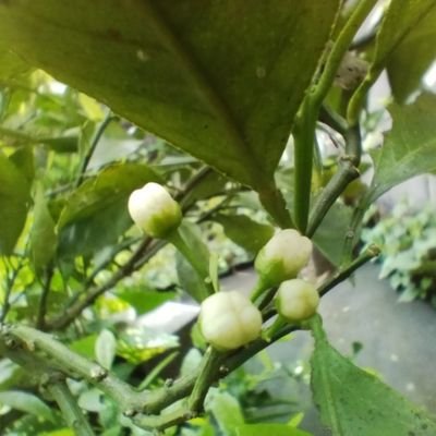 40miknflower's profile picture. 家庭連合一世信者です。もともと宗教はきらい、無宗教でした。しかし統一原理をきいて、「宗教と科学が一つになる新しい真理」これこそ真理だと確信しました。統一教会、世間では誤解されているけど、迫害にも負けず。百聞は一見にしかずです。しあわせに暮らしております。